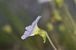 Southern butterwort